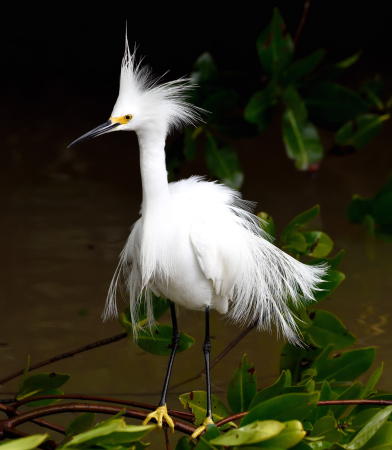 Snowy Egret - DSC_2784_A1