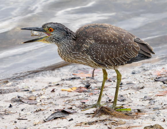 Immature Yellow Crowned Night Heron -DSC_6484_A1