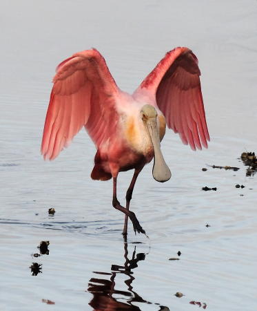 Roseate Spoonbill - DSC_28999C1