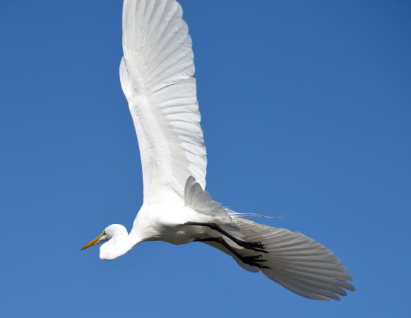 Great White Egret - DSC_3688_1A1