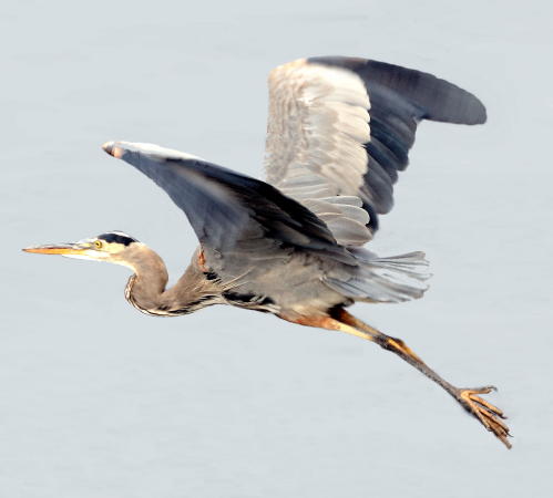 Great Blue Heron - DSC_6086A2