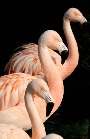 The Three Flamingos - DSC_11322A1