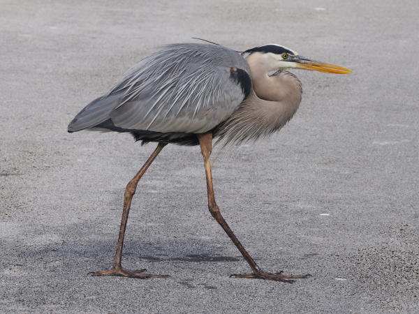 Great Blue Heron - DSC_1587B