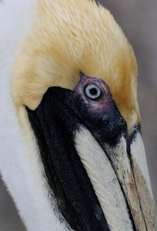 White Pelican - DSC_1927B