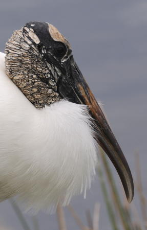 Wood Stork - DSC_1823A1