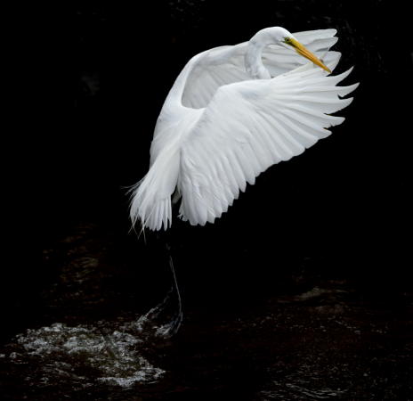 Great White Egret -  DSC_5569_1A2