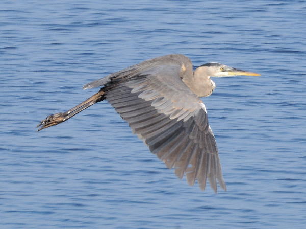 Great Blue Heron - DSC_2216A