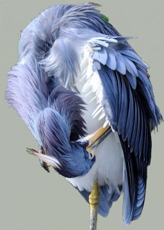 Great Blue Heron - DSC_1610D
