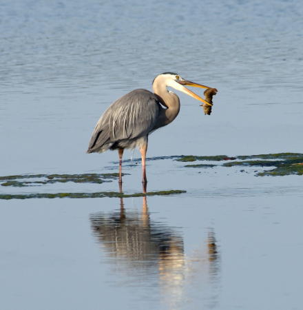 Great Blue Heron - DSC_5344_A2