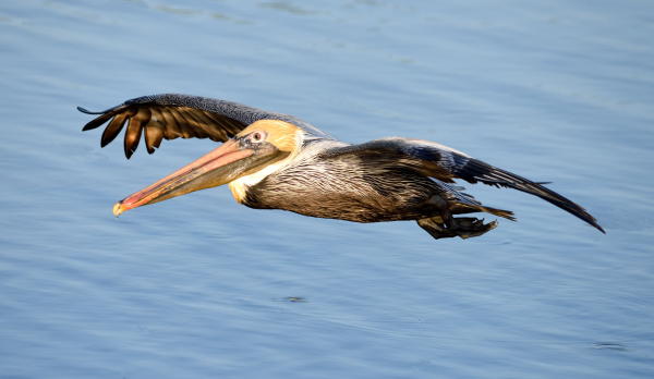 Brown Pelican - DSC_3201_A2