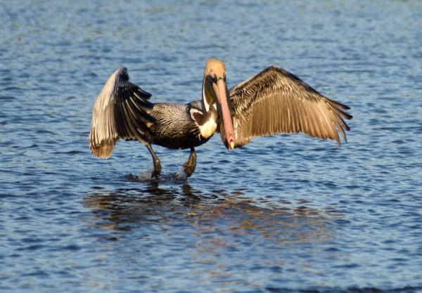 Brown Pelican - DSC_2504_1A1