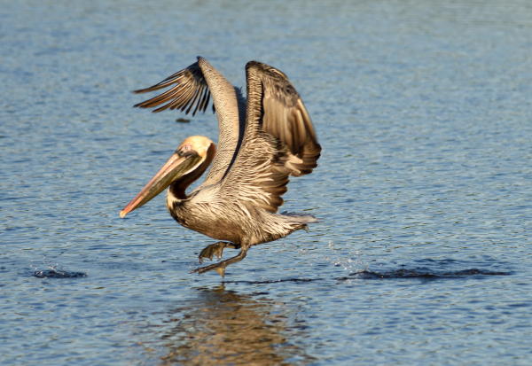 Brown Pelican - DSC_2522_1A1