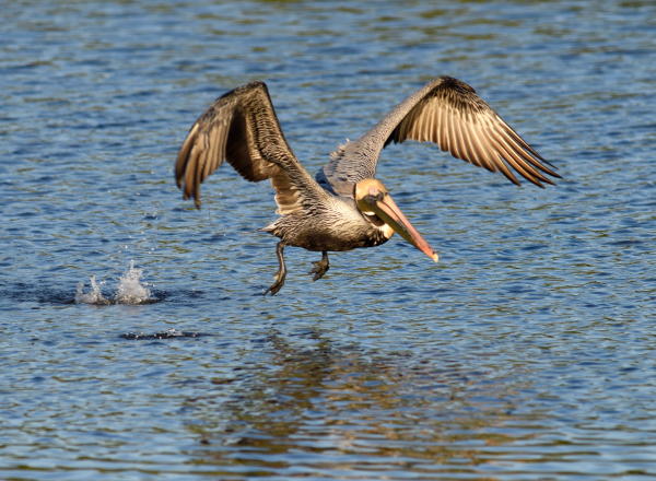 Brown Pelican - DSC_2569_1A1