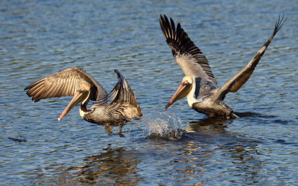 Brown Pelicans - DSC_2591_1A1