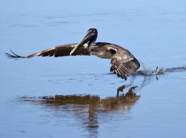 Brown Pelican - DSC_4474_1A1