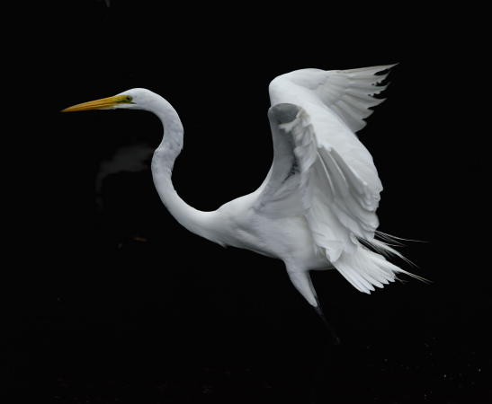 Great White Egret - DSC_6050_1A2