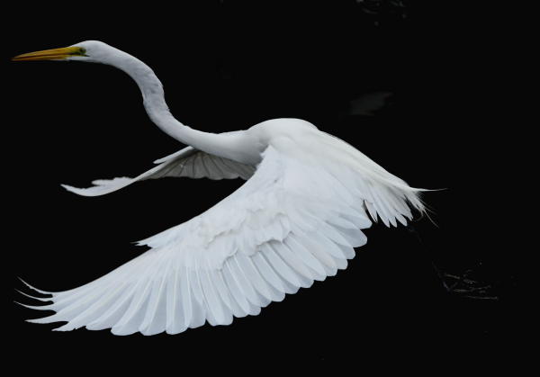 Great White Egret - DSC_6051_1A2