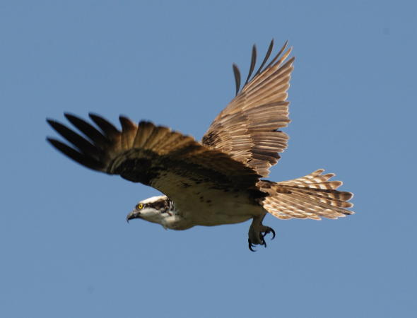 Osprey - DSC_2480A