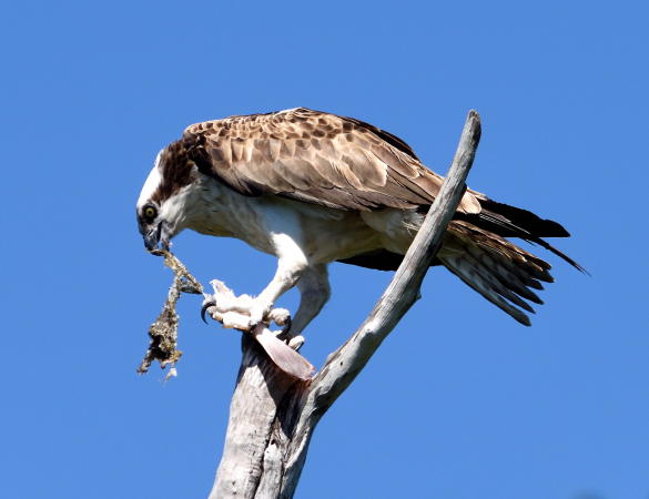 Osprey - DSC_2284_1A1