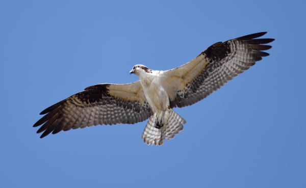 Osprey - DSC_8554_1A1