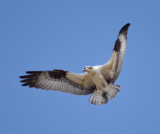 Osprey - DSC_8555_1A1