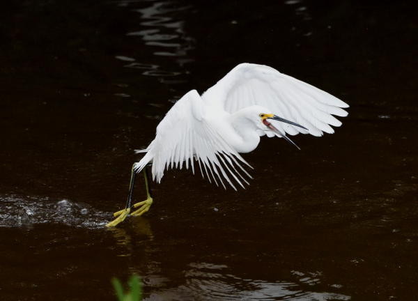 Snowy Egret - DSC_7832_1A1