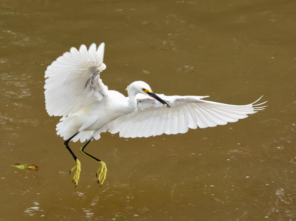 Snowy Egret - DSC_2540_A2