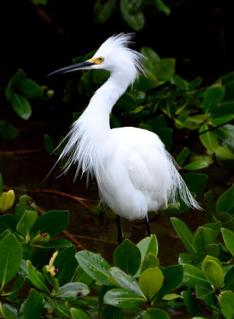 Snowy Egret - DSC_8426_1A1