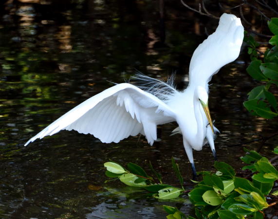 Snowy Egret - DSC_3691_1A1