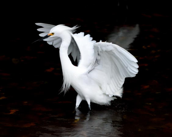 Snowy Egret - DSC_5019_1A1