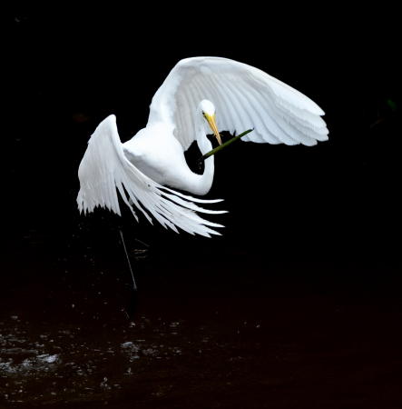 Snowy Egret - DSC_6820_1A2