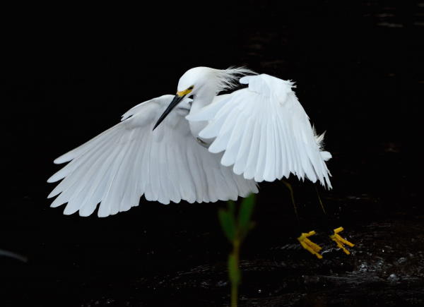 Snowy Egret - DSC_7883_1A1