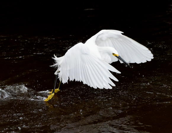 Snowy Egret - DSC_7886_1A1