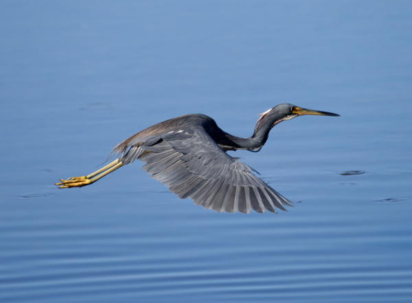 Tri Color Heron - DSC_4295_1A1