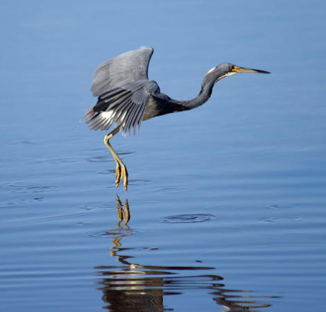 Tri Color Heron - DSC_4297_1A1