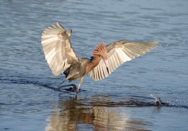 Redish Egret - DSC_3144_A1