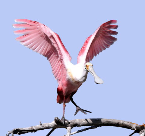 Roseate Spoonbill - DSC_2489A3