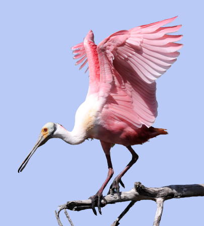 Roseate Spoonbill - DSC_2494A3