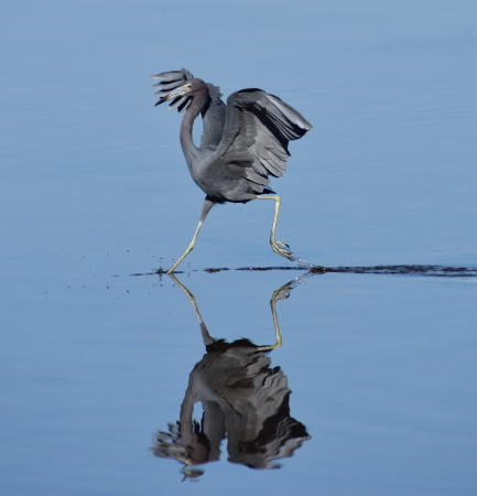 Baby Blue Heron - DSC_4713_1A2