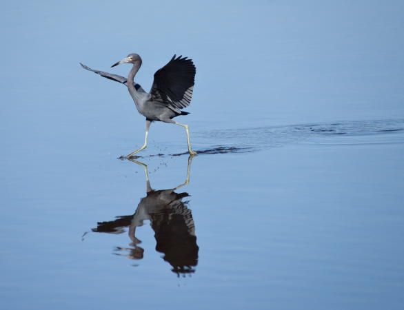 Baby Blue Heron - DSC_4719_1A2