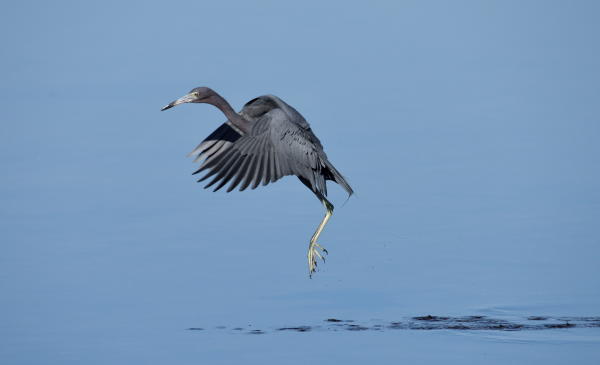 Baby Blue Heron - DSC_4723_1A2