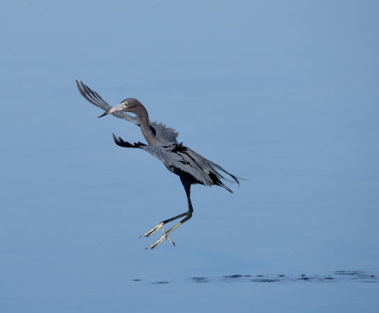 Baby Blue Heron - DSC_4724_1A2