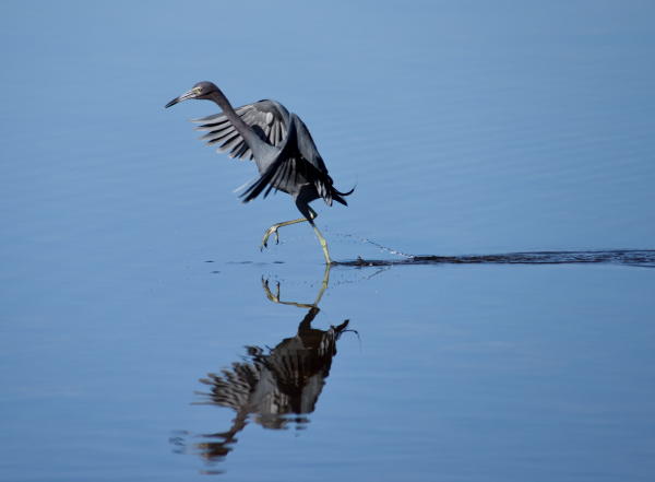 Baby Blue Heron - DSC_4734_1A1