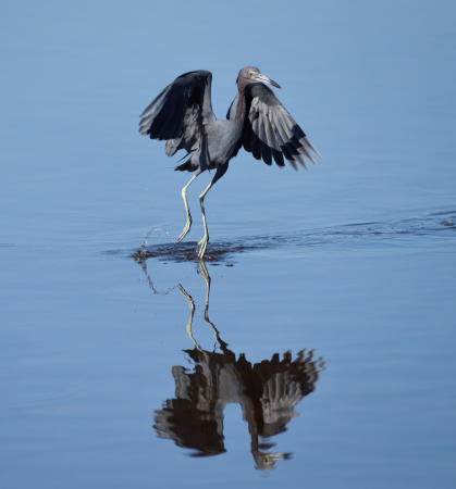 Baby Blue Heron - DSC_4750_1A1