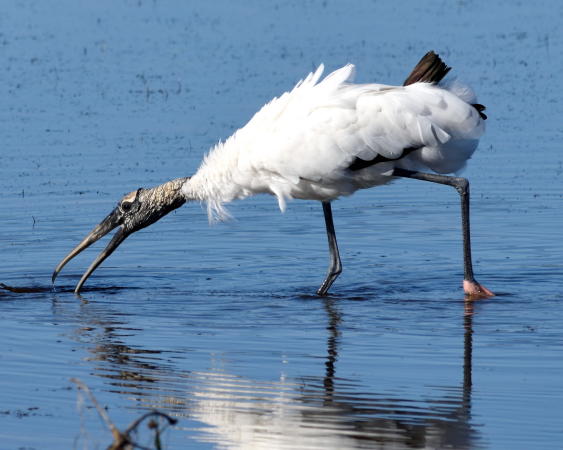 Wood Stork - DSC_4789_1A1