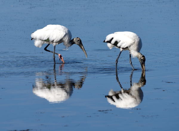 Wood Storks - DSC_4818_1A1