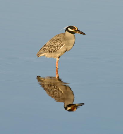Yellow Crowned Night Heron - DSC_4505_A1