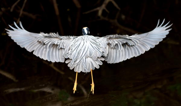Yellow Crowned Night Heron - DSC_0949_A4