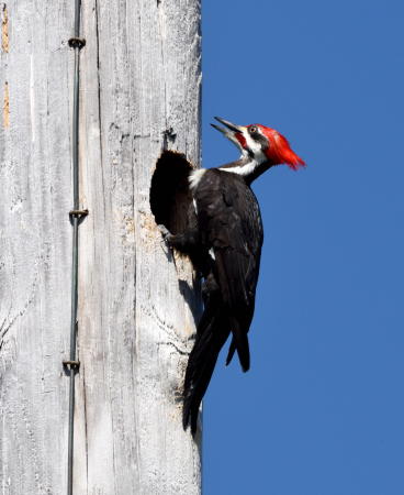 Pileated Woodpecker - DSC_5868_A1