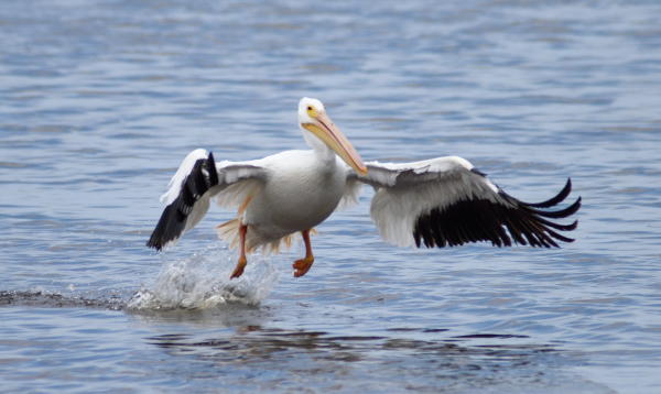 White Pelican - DSC_8523_1A1